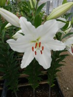 [4601 VZ W07 0363-02 Sientia No02.JPG]